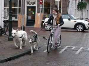 step met hond web 300x224 1