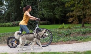 Steppen met de honden op de hondenstep